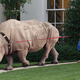 Image for article titled Michelle Obama Seen Outside Walking Family Rhinoceros